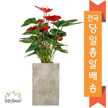 고급 대형화분 개업 축하 화분 전국 당일배송, 29. 안시리움