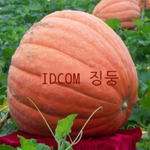 큰 호박 씨앗 거대한 공간 Shouguang 야채 사계절 특대 봄 재배 고수율 채소밭 씨앗 [거대 호박 오대] 20 곡물, 【수입 8대대호박】5개