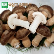 [온유네농장] 설날 선물세트 산지직송 유기농 육삼고버섯 1kg 고급형 선물세트, 일반형 선물세트