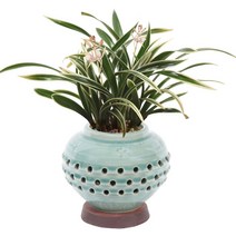 전국꽃배달서비스 고급 분재 동양란 생일선물 분재 선물용 취미용 소나무분재 개업화분 꽃선물, 청자투각-황금