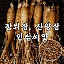 장뇌삼 산양삼 재배용 인삼씨앗 고려 홍삼씨앗, 6kg