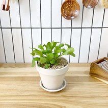 1+1 루꼴라 키친허브 화분 세트 로즈마리 딜 바질 베란다 텃밭 허브 키우기, H28.루꼴라, H06.스피아민트