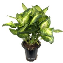 온정농원 마리안느 전자파차단 공기정화식물 72cm, 1개