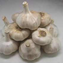 산지직송 홍산마늘 주아 햇 마늘 종자 육쪽마늘, 1개, 홍산마늘 5kg