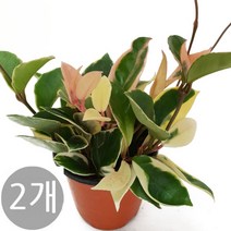 트리앤 1+1 호야 1개, 02.1+1 호야 1개