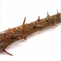 영아쿠아 세틀 가시 유목 중 길이 35cm