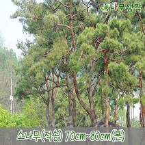 착한가격나무생각 소나무/적송 70cm~80cm(분), 주