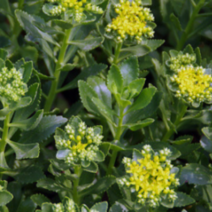 (b소망)섬기린초 모종(포트)10개, 10개