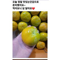 [새벽배송]제철과일 단감 프리미엄 당일경매과일 3kg 5kg 10kg 초신선과일 가락시장 당일배송, 단감10kg