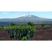 케냐 마사이 생두 AA PB C FAQ+종류, PB 1kg