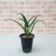 도희씨네 정원>> 기능성 알로에 아보라센스 100, 1개” class=”wr-img”></a></div>
</div>
</div>
</div>
<div class=