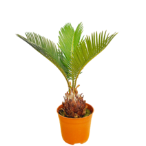 미스터플랜테 멕시코 소철 소품, 1개