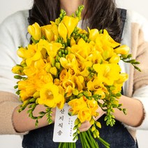 프리지아 프리지어 꽃다발 한단 생화택배 1단 30줄기 50줄기, 프리지아 생화 30줄이
