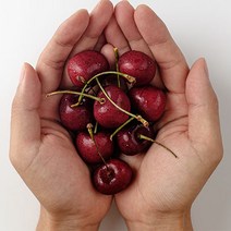 [산지직송] 생체리 칠레 항공수입 맛있는, 체리 1kg