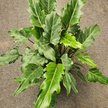 꽃백화점 제나두셀렘 셀럼 중대품 40~60cm 129, 1개