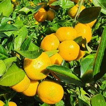 삼시세끼연구소 맛좋은 고당도 하우스귤 제주도 귤 명품 감귤 밀감 산지직송, 프리미엄, 5kg, 1개