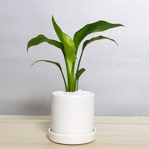 귀엽고 깜찍한 미니화분에 예쁜식물 실내 공기정화식물 반려식물 인테리어식물 선물용, 극락조 귀엽고 깜찍한 화분