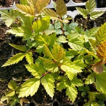 (원진약초농원) 2년생 눈개승마모종 10주/눈개승마종근/삼나물모종, 중묘