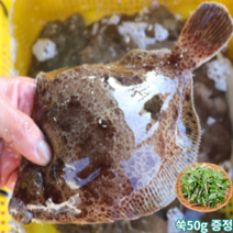 봄도다리 손질 생물 도다리 쑥국 1kg, 2kg 손질후 1600g 내외+쑥 100g