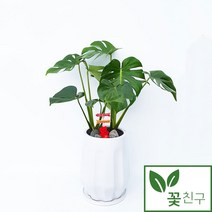 꽃친구 몬스테라 사기분 사각분 소형 중형 탁상용 개업화분 축하화분 인테리어화분 전국 당일배송