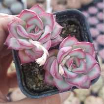 다육식물 [ 로시타 ] 에쁜 다육, 11번-로시타