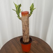 칼라행운목 온정원 공기정화식물, 1개