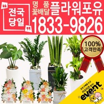 플라워포유 축하 오픈 개업 공기청정 관엽식물 화분선물 당일배송 꽃배달, (선택10)스투키