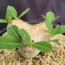 [메카다육]77-0818 파키포디움 브레비카울(실생 아프리카식물) 화분포함 다육식물, 1개