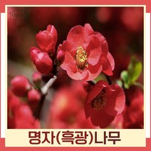 명자나무 묘목 흑광 키1m 3개