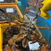 캐나다 활 랍스터 칙스 500g x 1미, 단품