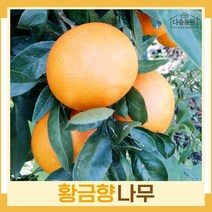귤나무 묘목 황금향 키40cm 1개