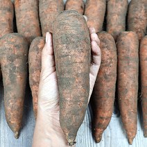 제주유기농흙당근 유기농제주흙당근 구좌읍당근 유기농제주당근 유기농당근쥬스용 생당근, 3kg (중), 1개