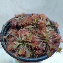 토종끈끈이주걱