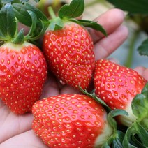 [장보리] 산청 알찬 딸기 상품 1kg (55과 내외), 상세 설명 참조