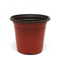 베란다 텃밭 로즈마리 고수 루꼴라 모종 키우기 화분