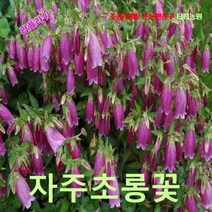 팝플라워 자주초롱꽃 씨앗 500립