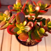 붉은빛 칼라 염좌 키우기 쉬운 다육식물1-30랜덤