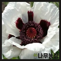 (나무농장) 수입숙근초 숙근양귀비 스노우구즈