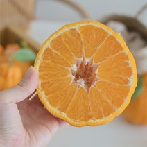 [재구매 1위]고당도 제주 노지 한라봉 2kg 3kg 5kg 10kg 가정용 선물용 벌크포장, 노지한라봉 10kg (42-45과)