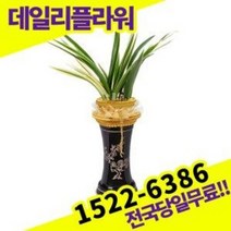 태양관 동양란 난 개업화분 승진축하 영전 난배달