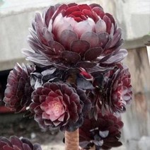 자동차 견인고리 견인볼