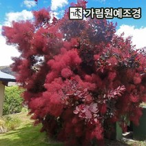 안개나무 자엽안개 가림원예조경, 자엽안개(로얄퍼플) 삽목3년특묘