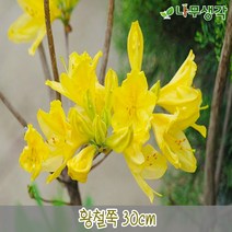 착한가격나무생각 황철쭉 30cm 5주묶음