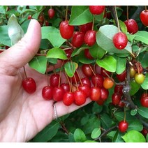 보리수 결실주 분뜨기