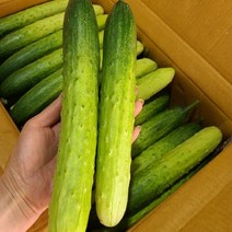백오이 지오이 백다다기오이 특품 15개 30개 50개, 백오이 5kg(30개), 1박스
