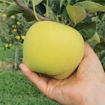 시나노 골드 사과 황금사과 노란사과 2kg 5kg 10kg, 시나노 골드2KG 대과 (6과 내외)