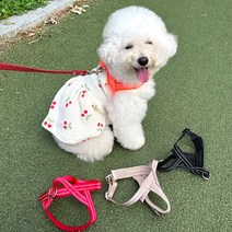 펫니멀리즘 강아지 하네스 앞섬방지, 오렌지