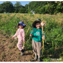 23년 서산 햇 코끼리마늘 대왕 웅녀 마늘 종자마늘 쪽마늘, 코끼리마늘종자용, 1개, 1kg