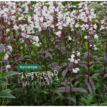 허스커 레드 스트레인 [4포트] 자엽 펜스테몬 (복남이네야생화﻿ 모종 penstemon)