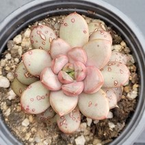 꽃다리 홍포도 70 다육식물 다육이 아이만배송